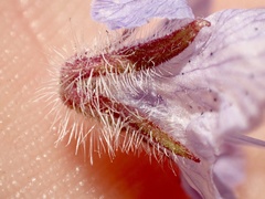 Phacelia distans
