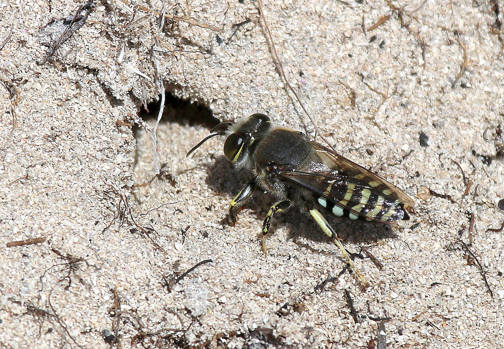 Blue Sand Wasp from Flinders Chase SA 5223, Australia on February 15 ...
