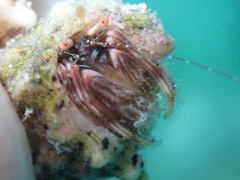 Pagurus brevidactylus