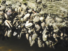 Mytilopsis leucophaeata