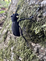 Aegorhinus suturalis