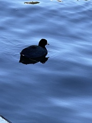 Fulica americana