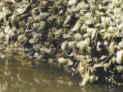 Mytilopsis leucophaeata