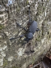 Aegorhinus suturalis