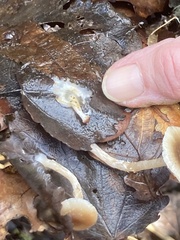 Meottomyces dissimulans