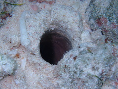 Axiopsis serratifrons
