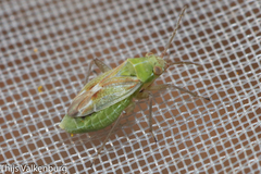 Conostethus venustus