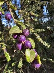 Rhaphithamnus spinosus