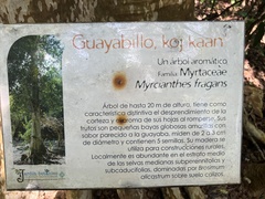 Myrcianthes fragrans