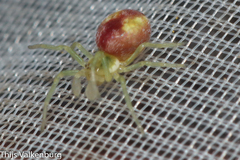 Nigma puella