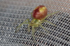 Nigma puella