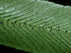 Asplenium lepidotum