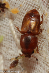 Carpophilus