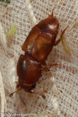 Carpophilus