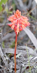 Disa ferruginea