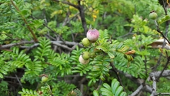 Osteomeles anthyllidifolia