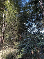 Rhaphithamnus spinosus