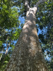 Myrcianthes fragrans