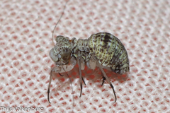 Mesopsocus