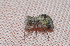 Mesopsocus
