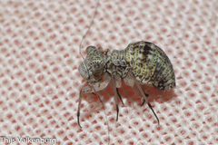 Mesopsocus