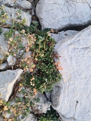 Limonium cordatum