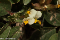 Tripodion tetraphyllum