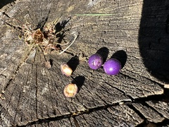 Rhaphithamnus spinosus