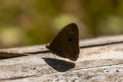 Hermeuptychia harmonia