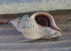 Urosalpinx cinerea image