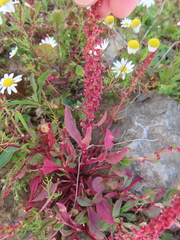 Rumex bucephalophorus