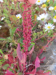 Rumex bucephalophorus