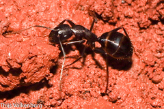 Camponotus sylvaticus
