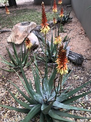 Aloe cryptopoda