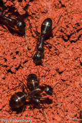 Camponotus sylvaticus