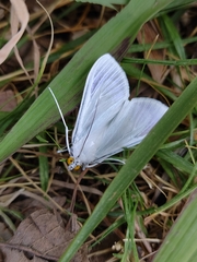 Palpita flegia
