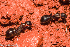 Camponotus sylvaticus