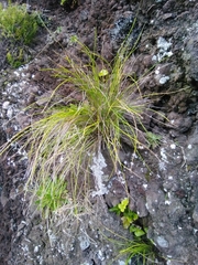 Festuca petraea