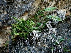 Asplenium lepidotum