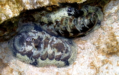 Acanthopleura granulata