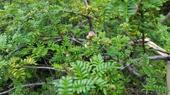 Osteomeles anthyllidifolia