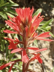 Castilleja affinis