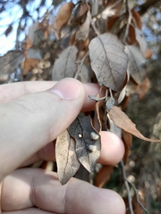 Dryomyia lichtensteinii