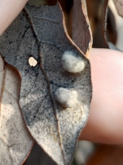 Dryomyia lichtensteinii