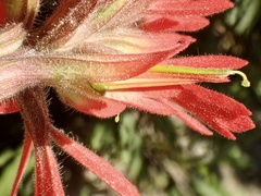 Castilleja affinis