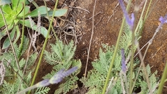 Lavandula