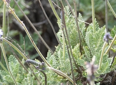 Lavandula