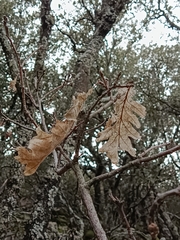 Quercus pyrenaica