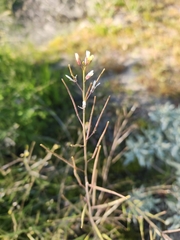 Caulanthus lasiophyllus