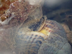 Cominella adspersa